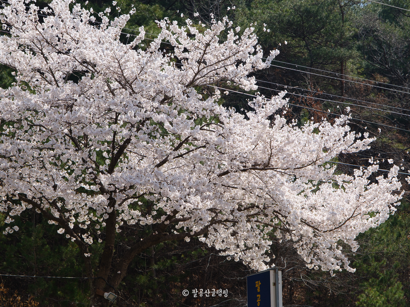 봄의 팔공산글램핑